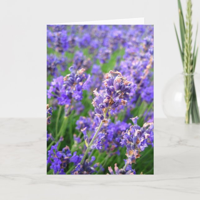 Fleurs de lavande - Carte (Devant)