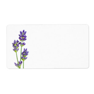 Fleurs de lavande d'isolement sur l'arrière - pla
