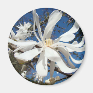 Fleurs de magnolia blanc aimants Arbres en fleurs