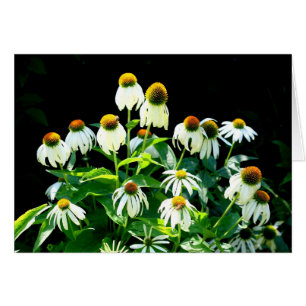 Fleurs de marguerite