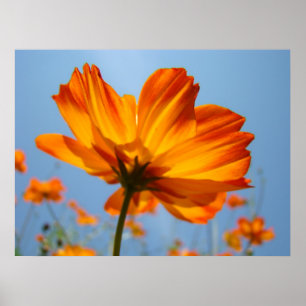 Fleurs de marguerite orange Impressions d'art flor