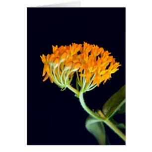 Fleurs de Milkweed papillon