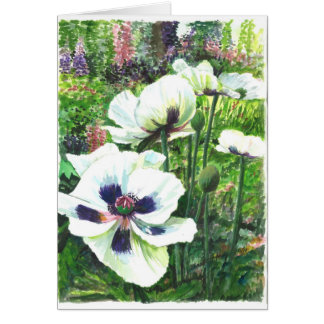 Fleurs de pavot cultivé dans le domaine