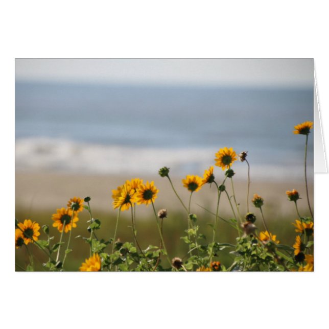 Fleurs de plage sur l'île de Galveston (Devant horizontal)