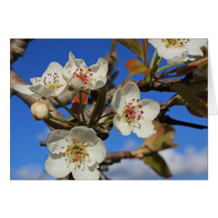 Fleurs de poires