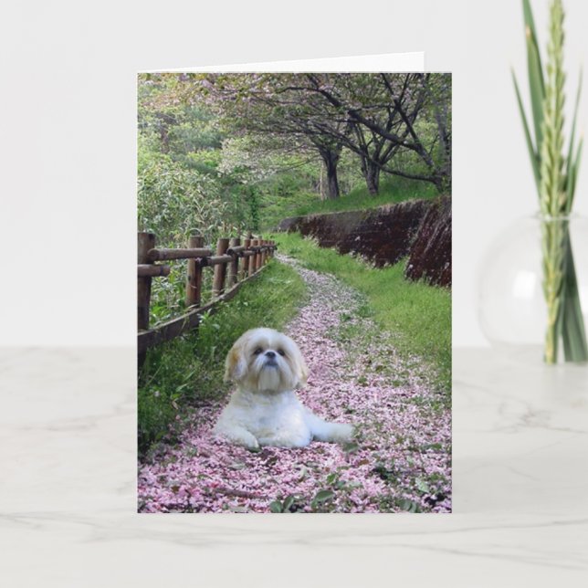 Fleurs de pourpre de carte de Shih Tzu (Devant)