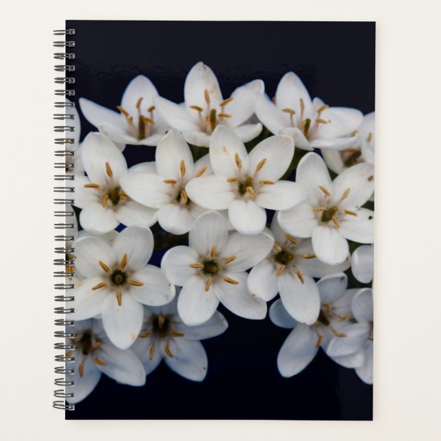 Fleurs de printemps blanches 2024 (Devant)