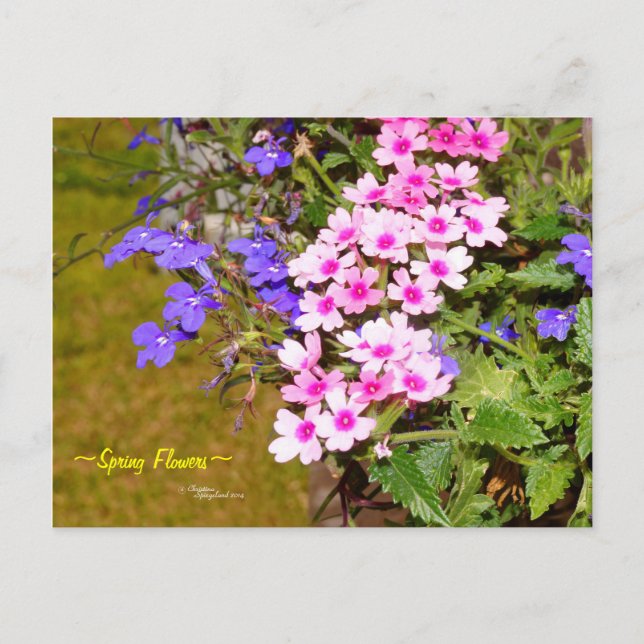Fleurs de printemps rose violet Carte postale (Devant)