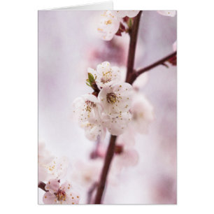 Fleurs de printemps roses