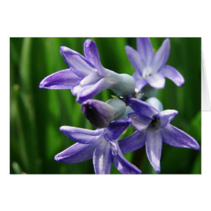 Fleurs de printemps violettes