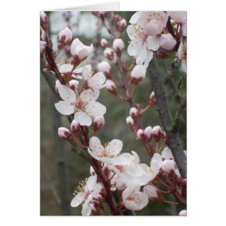 Fleurs de prune