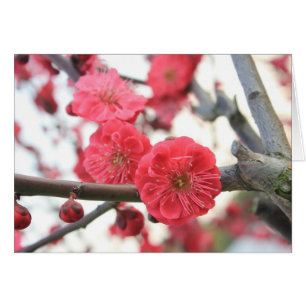 fleurs de prune fleurs rose de printemps