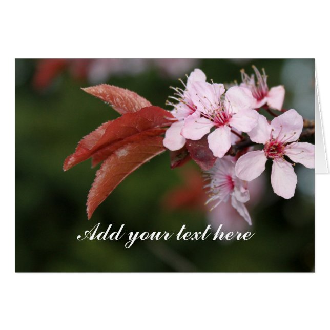 fleurs de prune rose printanier (Devant horizontal)