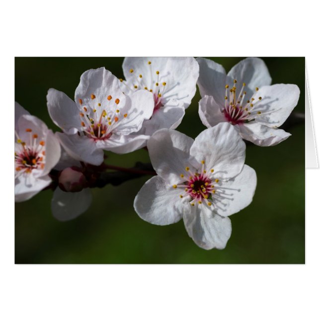 Fleurs de prunes printanières (Devant Horizontal)