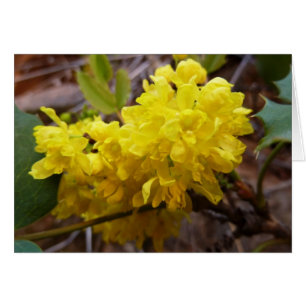 Fleurs de raisins de l'Oregon Fleurs sauvages jaun