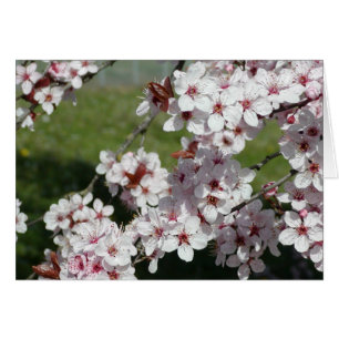 Fleurs de ressort