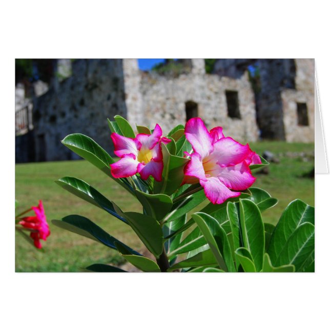 Fleurs de rose de désert, carte de moulin de sucre (Devant horizontal)