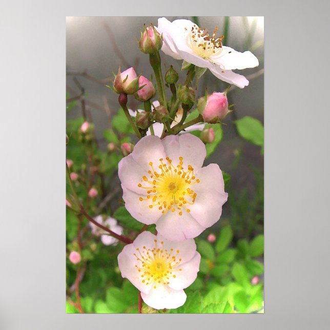 Fleurs de rose sauvage Affiches (Devant)