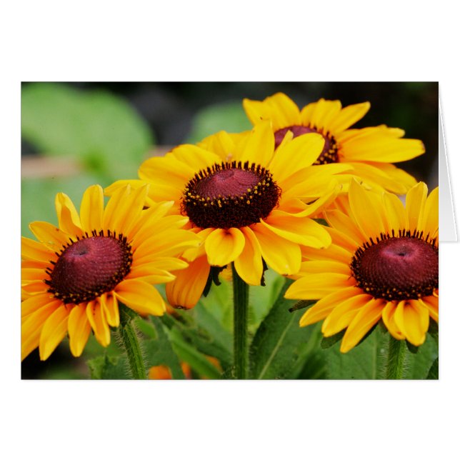 Fleurs de Rudbeckia (Devant horizontal)
