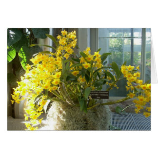 Fleurs de serre deux