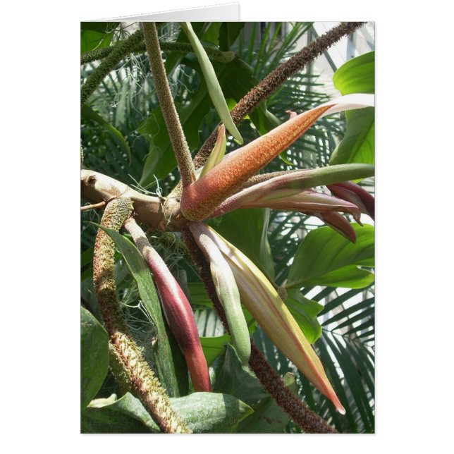 Fleurs de serre neuf (Devant)