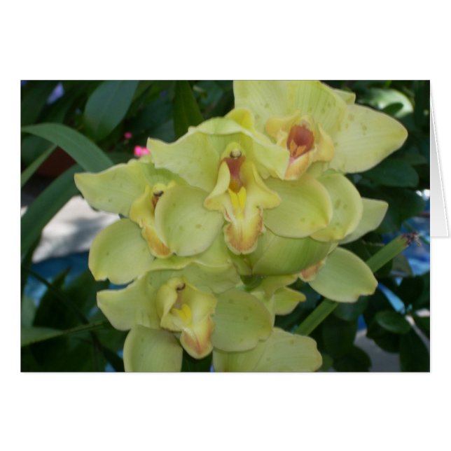 Fleurs de serre Quatre (Devant horizontal)