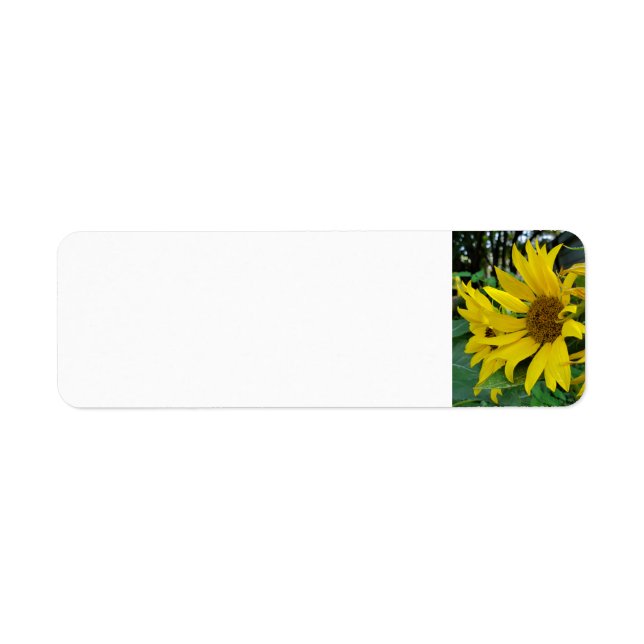 Fleurs de soleil (Devant)