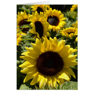 Fleurs de soleil