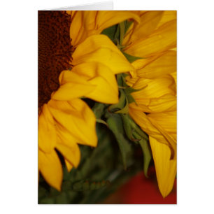 Fleurs de soleil