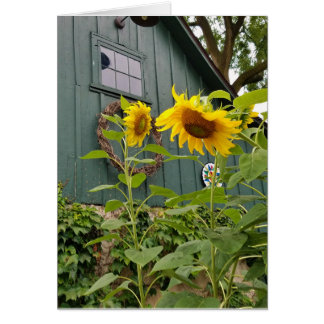 Fleurs de soleil et grange verte, enveloppe inclus