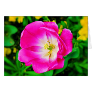 Fleurs de St. James Park, Londres - Carte blanche