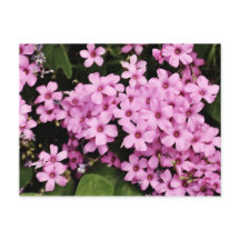 Fleurs de trèfle - carte postale