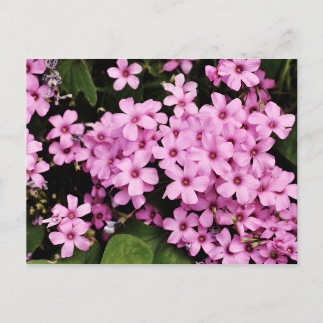 Fleurs de trèfle - carte postale (Devant)
