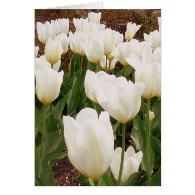 Fleurs de tulipes blanches (Devant)