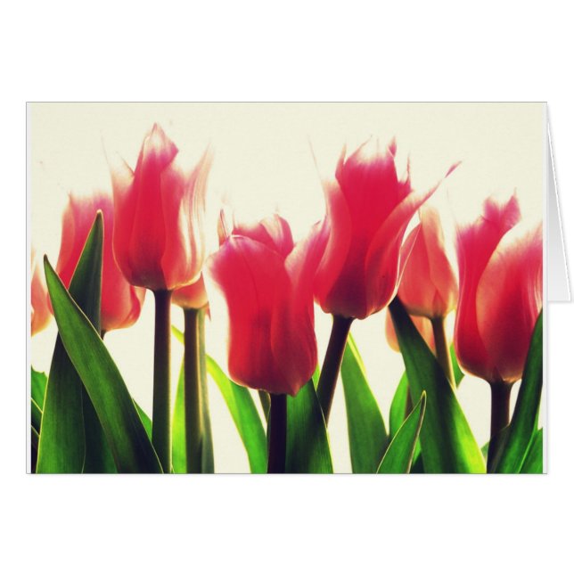 Fleurs de tulipes roses (Devant horizontal)