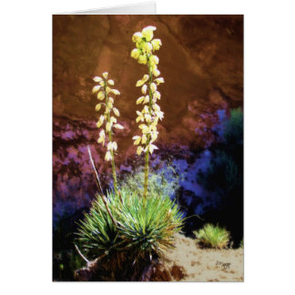 Fleurs de Yucca au récif du Capitole