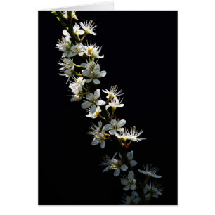 Fleurs d'épines gcm