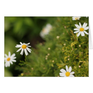 Fleurs d'étoile