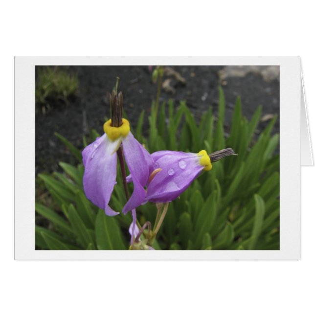 Fleurs d'étoile filante (Devant horizontal)