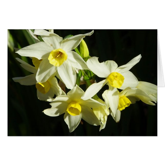 Fleurs d'hiver (Devant horizontal)