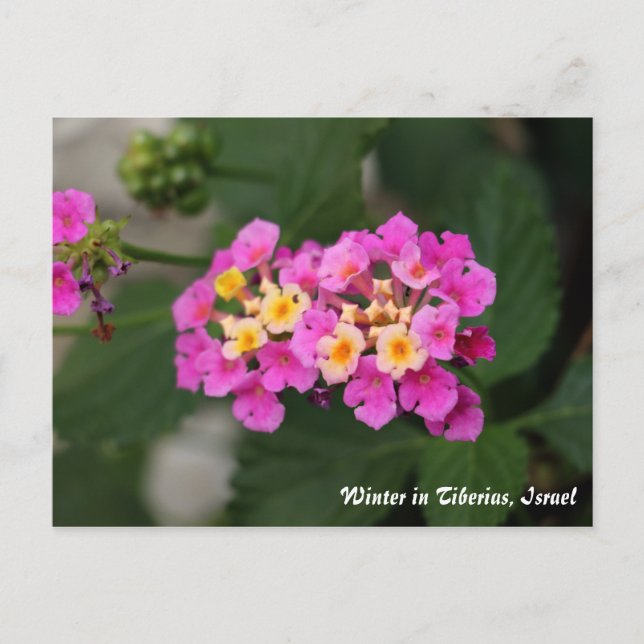 Fleurs D'Hiver En Tibériade, Carte Postale Israël (Devant)