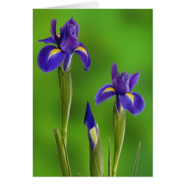 Fleurs d'iris (Devant)