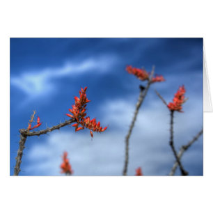 Fleurs d'Ocotillo