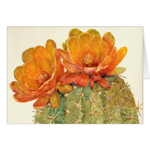Fleurs d'orange de cactus