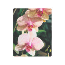 Fleurs d'orchidées rose et blanc