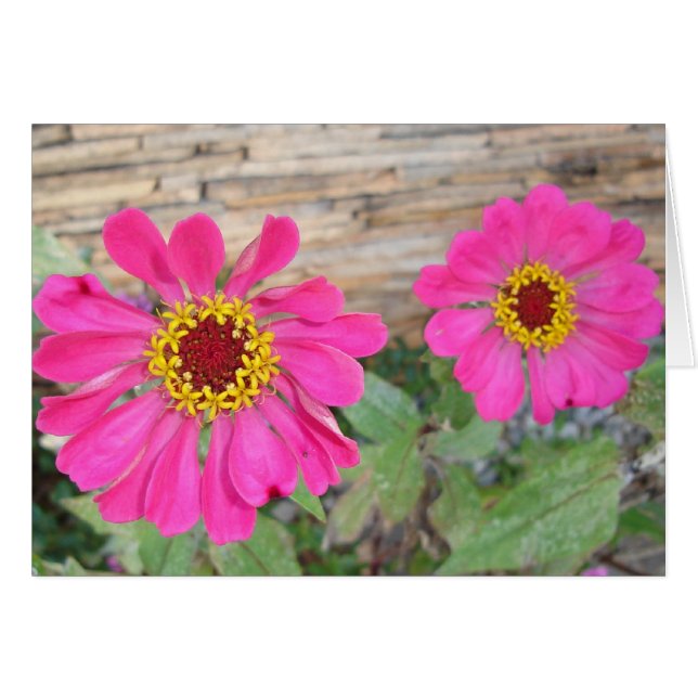 Fleurs doubles roses (Devant Horizontal)