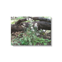 Fleurs et toile de journal Emballé