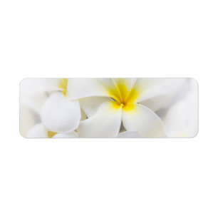 Fleurs florales de Plumeria de Frangipani blanc de