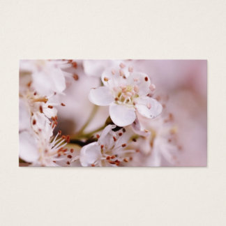 Fleurs florantes de cerisiers