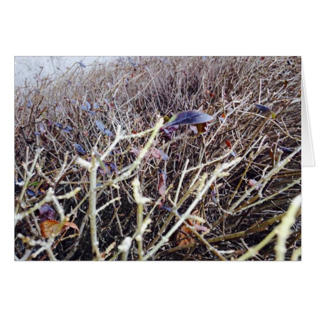 Fleurs Grasses, Ma Vue (Devant horizontal)